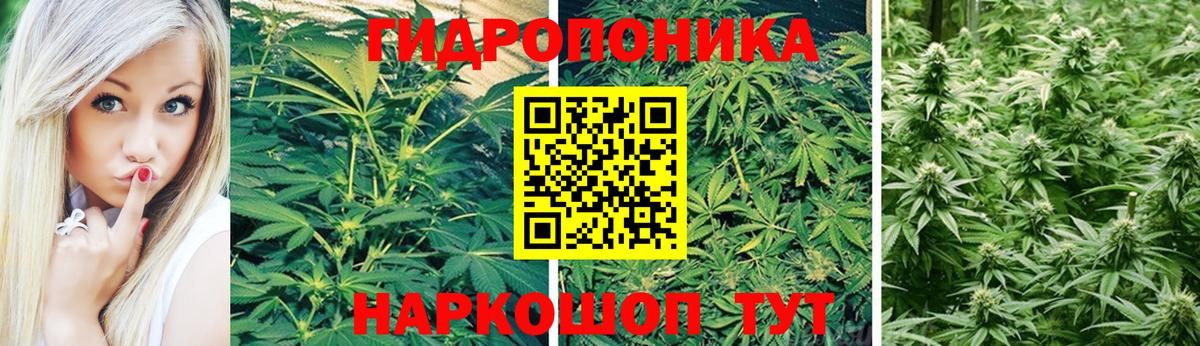 Конопля AK-47 Тутаев